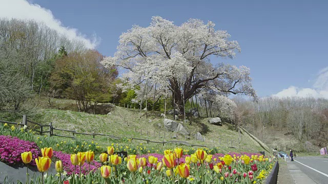 Koshidai樱花视频素材