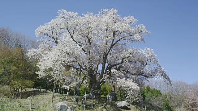 Koshidai樱花视频素材