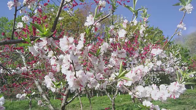 饭坂温泉的桃花视频素材