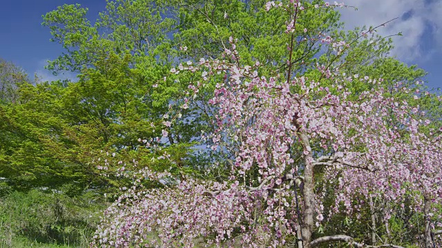 饭坂温泉的桃花视频素材