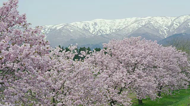 日泽樱花和朝日山脉视频素材