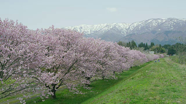 日泽樱花和朝日山脉视频素材