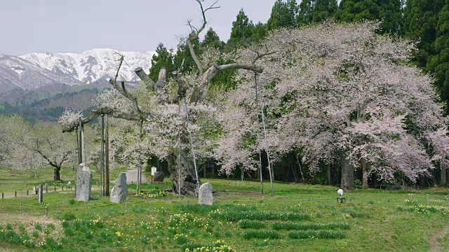 Kamanokoshi樱花和朝日山脉视频素材