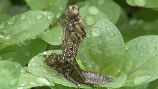 蜻蜓新兴视频素材