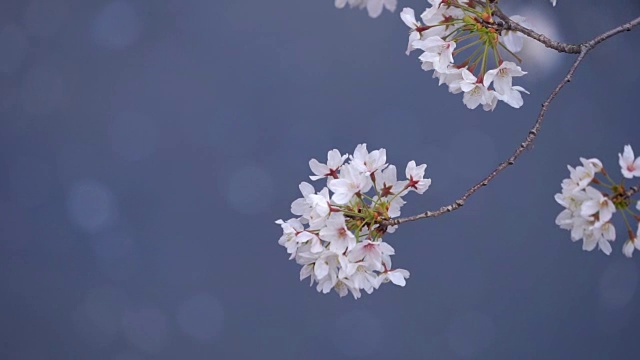 2枪樱花在风中吹。目黑,东京,日本视频素材