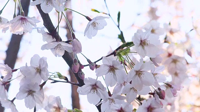 日本樱花视频素材