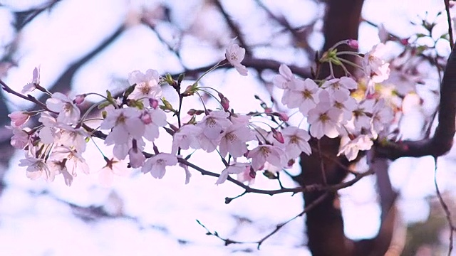 特写镜头;樱花迎风盛开，日本视频素材