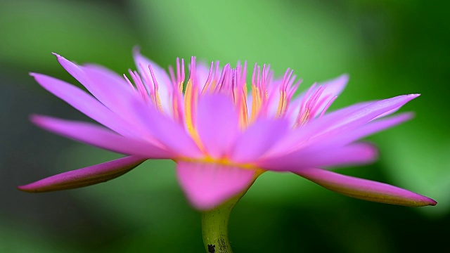 粉红色的莲花视频素材