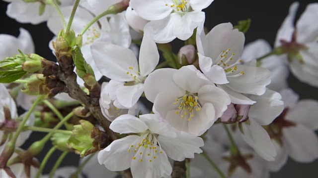 樱花春蕾视频素材