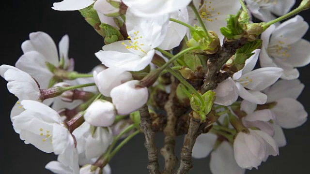 樱花树花视频素材