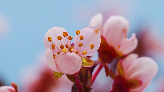 在一个时间流逝的电影里，野梅花在蓝色的背景下绽放。在移动的时间流逝中生长的樱桃。视频下载