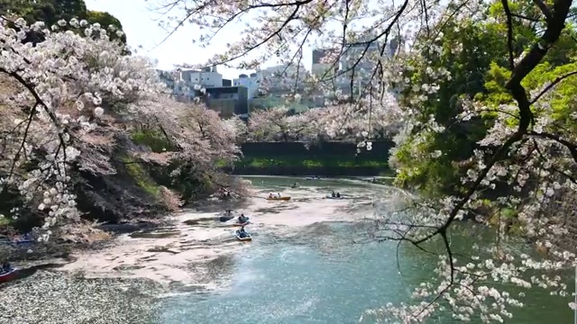 人们在日本庆祝樱花盛开视频素材