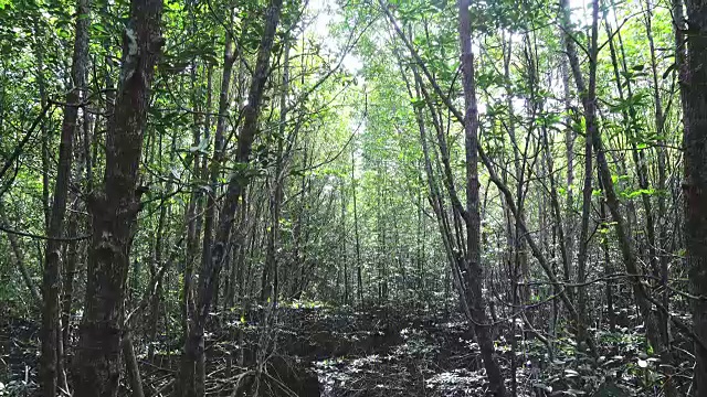 泰国拉廊的红树林和河流视频素材