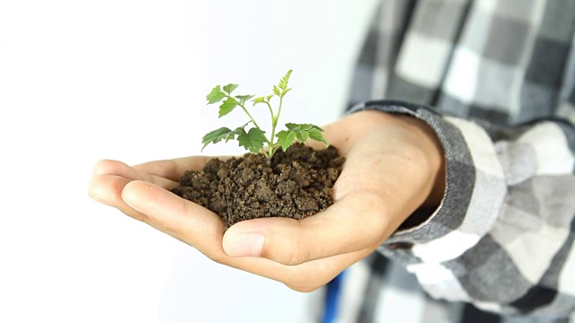 幼小植株在手视频素材