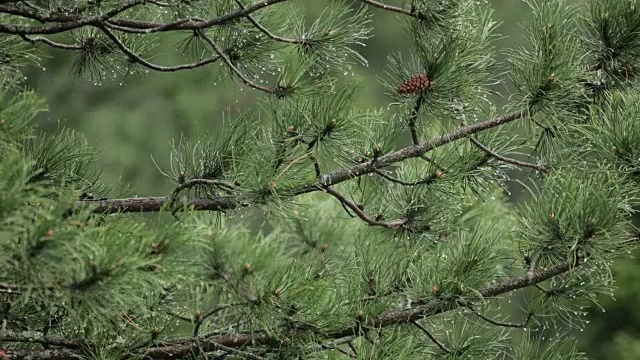 松树上的雨视频素材