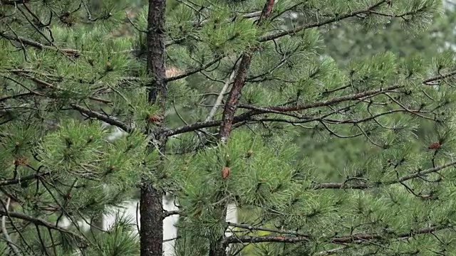 松树上的雨视频素材