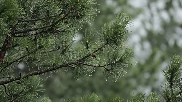 松树上的雨视频素材