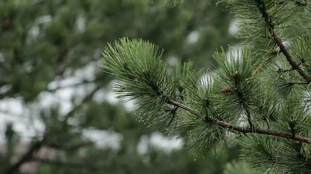 松树上的雨-近距离看视频素材