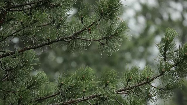 松树上的雨-近距离看视频素材