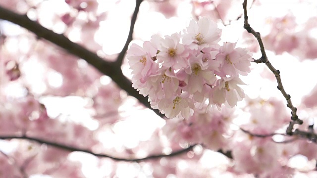 粉红色的樱花视频素材