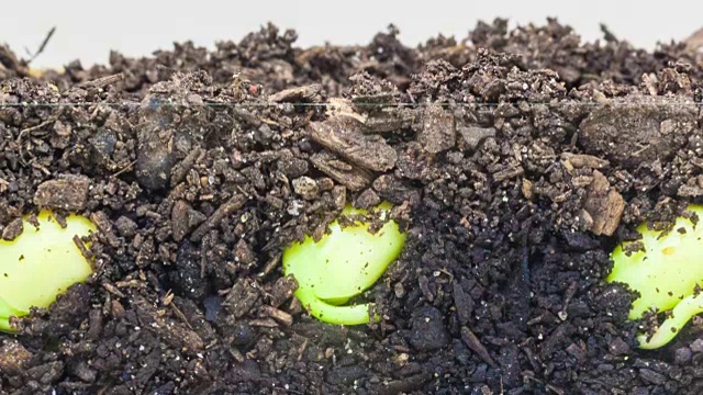 在白色背景下拍摄的三颗豆芽在地下和地上的照片。视频下载