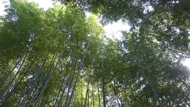 竹林，岚山，京都，日本，4K视频素材