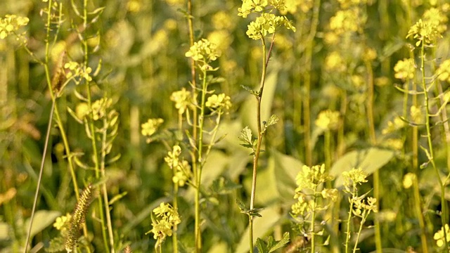 SLO MO女人的手触摸油菜籽视频素材