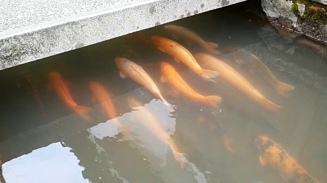 鲤鱼在水管中逆流而上视频素材