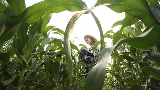 一个年轻人在玉米地里干活视频素材