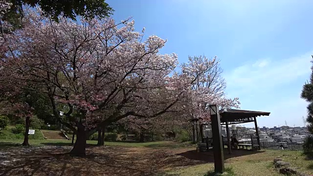 樱花和日本馆在公园里的百合冈，日本东京视频素材