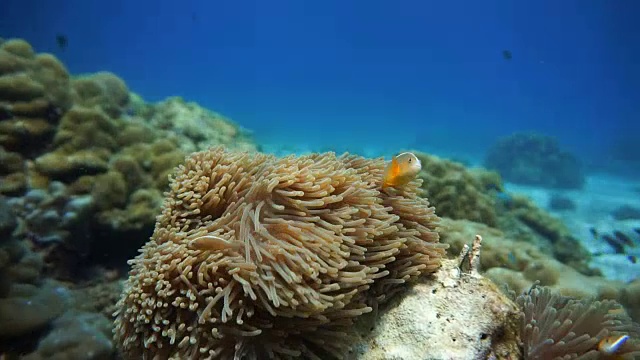 华丽的海葵又名Ritteri海葵，与臭鼬海葵鱼(Amphiprion ephippium)小丑鱼。珊瑚礁脆弱的生态系统和海洋环境，泰国甲米高Haa。视频素材