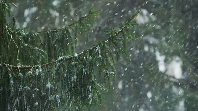 铁杉树枝和傍晚飘落的雪的慢镜头。视频素材