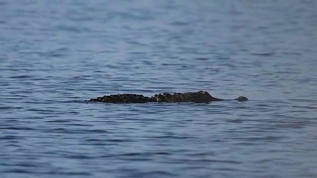 美国短吻鳄在佛罗里达湖中游泳视频素材