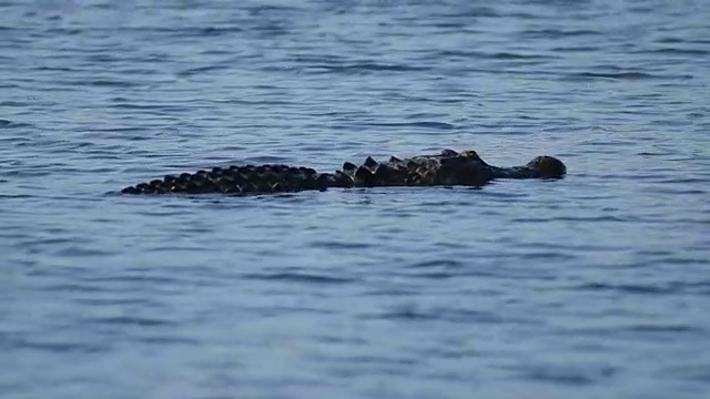 美国短吻鳄在佛罗里达湖中游泳视频素材