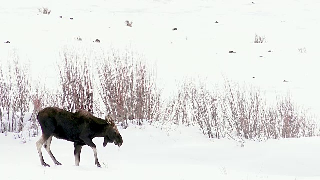 怀俄明州黄石国家公园，驼鹿在雪地上小心翼翼地行走视频素材