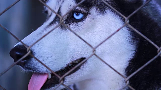 西伯利亚雪橇犬视频下载