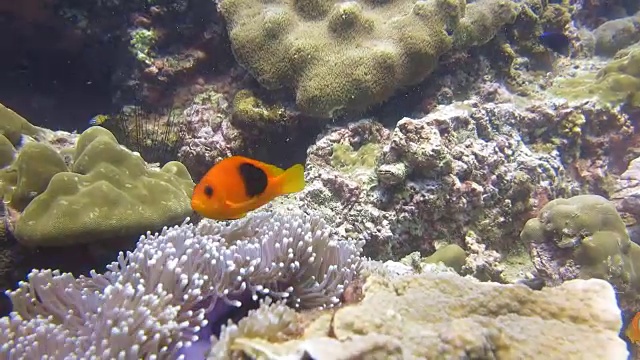 华丽的海葵又名Ritteri海葵，与罕见的番茄海葵小丑鱼(Amphiprion epihippium)。珊瑚礁脆弱的生态系统，海洋环境，泰国甲米。视频素材