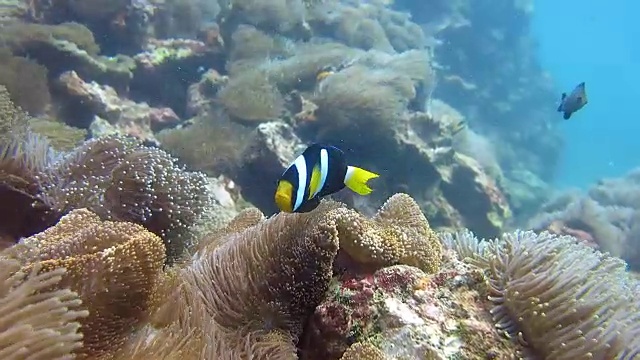 华丽的海葵(Heteractis magnia)又名Ritteri Anemone，克拉克的海葵小丑鱼(Amphiprion clarkii)。珊瑚礁脆弱的生态系统海洋环境，欣登(红岩)，甲米，泰国。视频素材