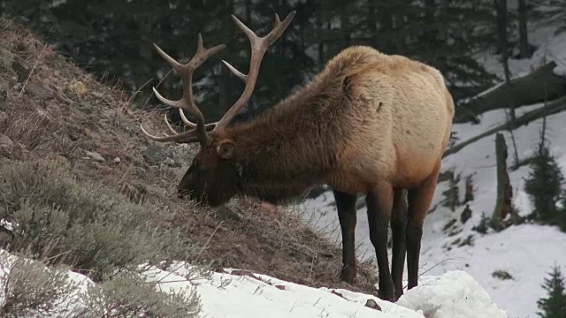 在怀俄明州黄石国家公园山坡上吃草的麋鹿视频素材