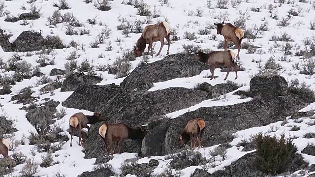 麋鹿群在岩石山坡上，黄石国家公园，怀俄明州视频素材