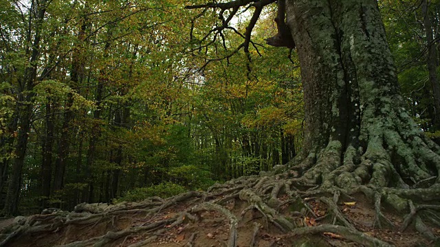 W/S轨向前树干和根老山毛榉树，秋天视频素材