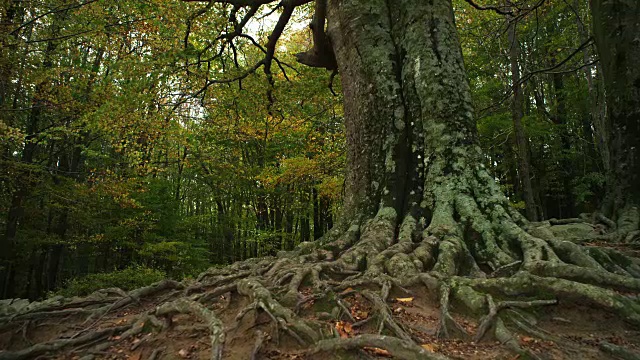 W/S轨向前树干和根老山毛榉树，秋天视频素材