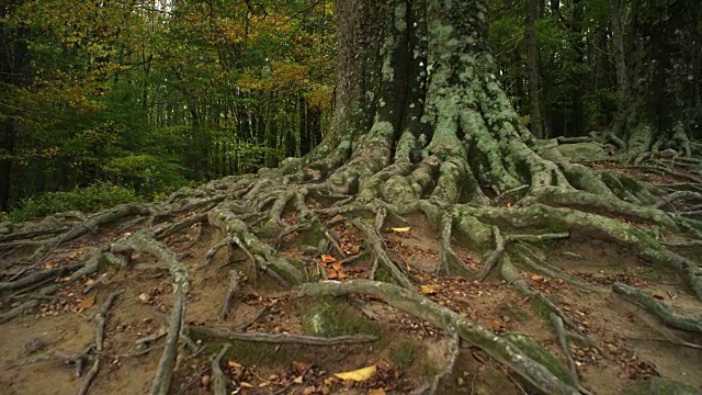 W/S轨道向前大根老山毛榉树，风视频素材