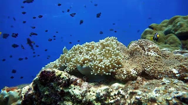 华丽的海葵又名Ritteri Anemone，还有克拉克海葵小丑鱼(Amphiprion clarkii)和臭鼬海葵鱼(Amphiprion akallopisos)。珊瑚礁脆弱的生态系统海洋环境，欣登(红岩)，甲米，泰国。视频素材