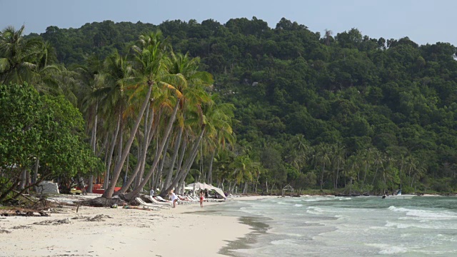 在Sao Beach的棕榈树视频素材