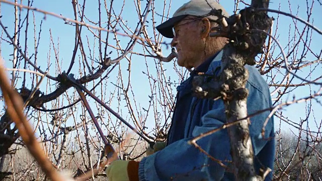 年老的白人农民修剪果树视频下载