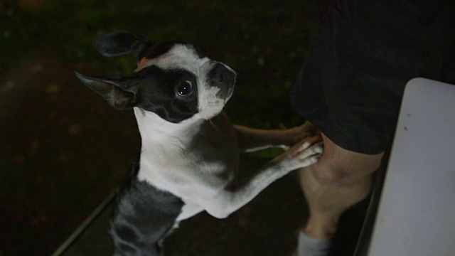 漂亮的波士顿梗犬在乞讨肉视频素材