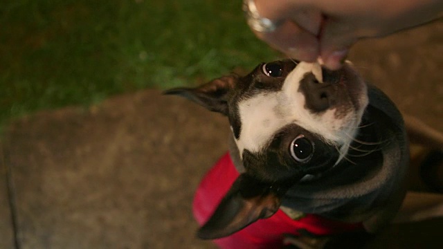 漂亮的波士顿梗犬在乞讨肉视频素材