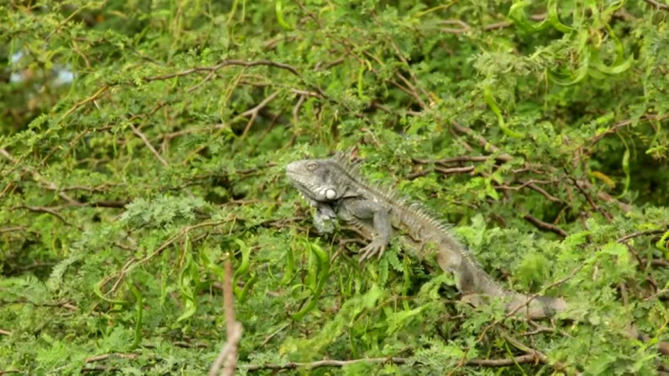 荷兰，博内尔岛，荷兰加勒比，克拉伦迪克，绿鬣蜥(Iguana-Iguana)视频下载