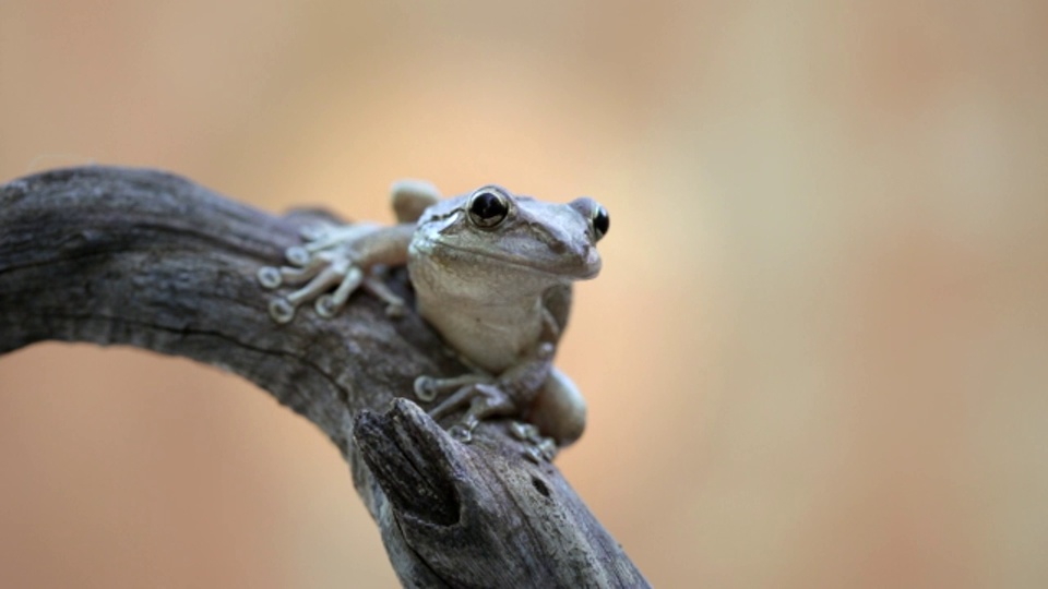 荷兰，博内尔岛，荷兰加勒比，Kralendijk, Coqui Antillano或哨声树蛙(Eleutherodactylus johnstonei)视频素材